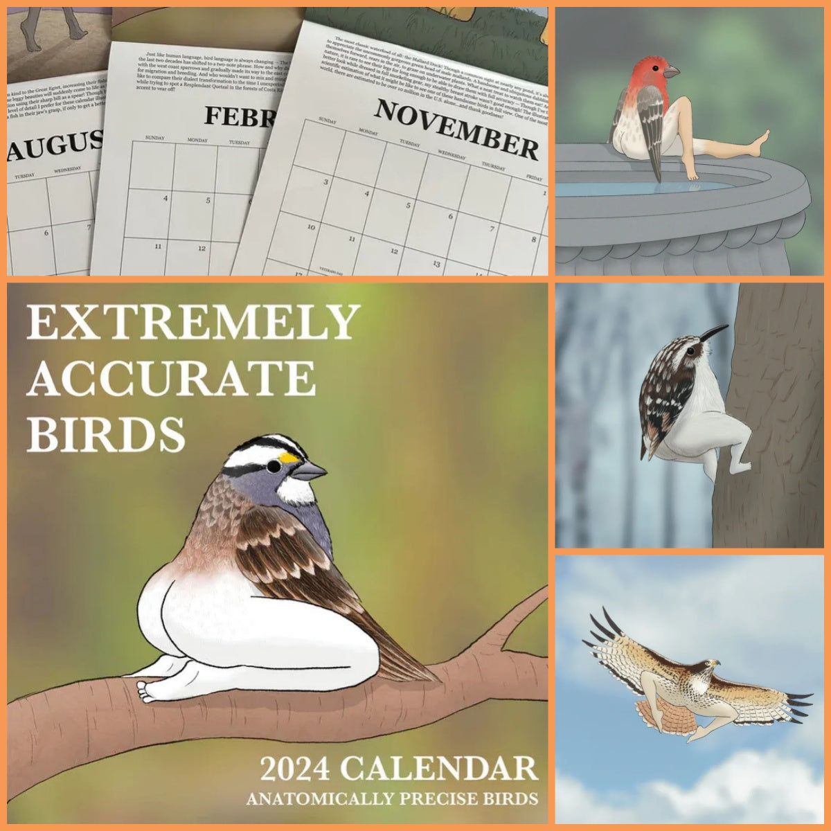 Extremely Accurate Birds Calendar Decorative Wall Monthly Calendar For Bird Lovers Room Calendars For Bedroom Living