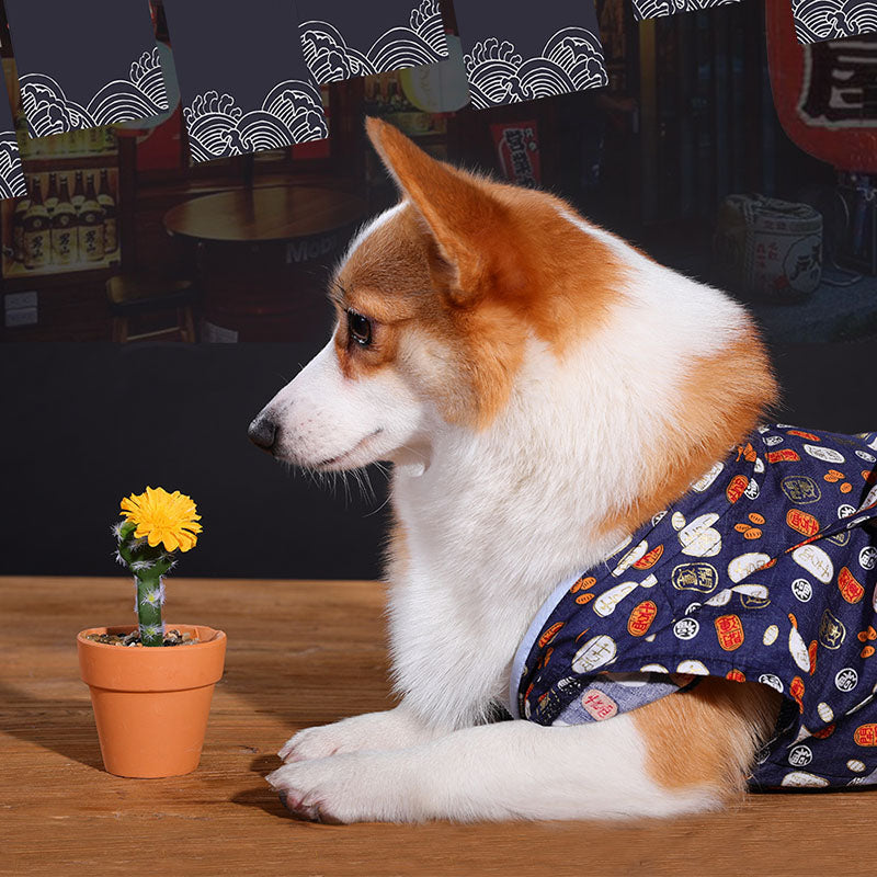 Teddy Chai dog medium sized small dog in spring and summer