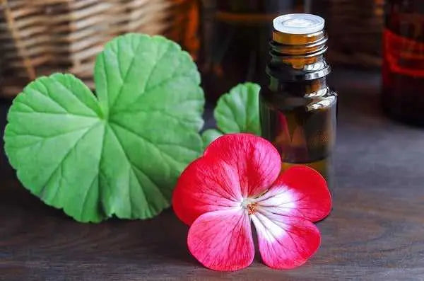 Geranium Egyptian Soy Scented Wax Candle