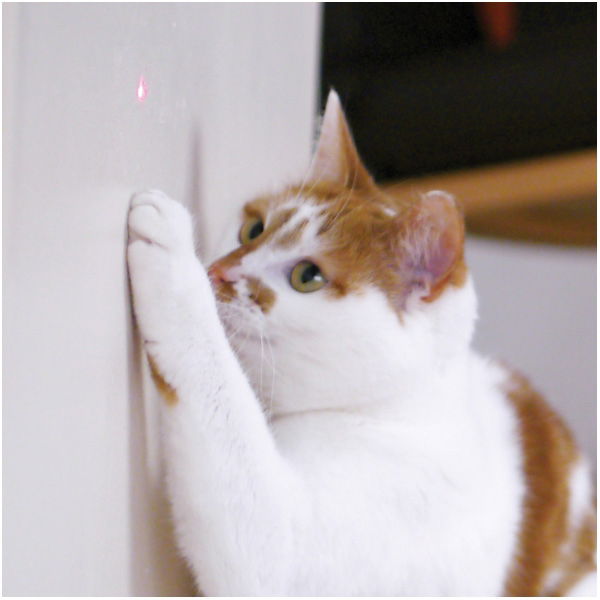 Jolly Moggy Laser Cat Toy - Case of 3