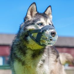 Baskerville Invisa Muzzle SIZE6 - Case of 6