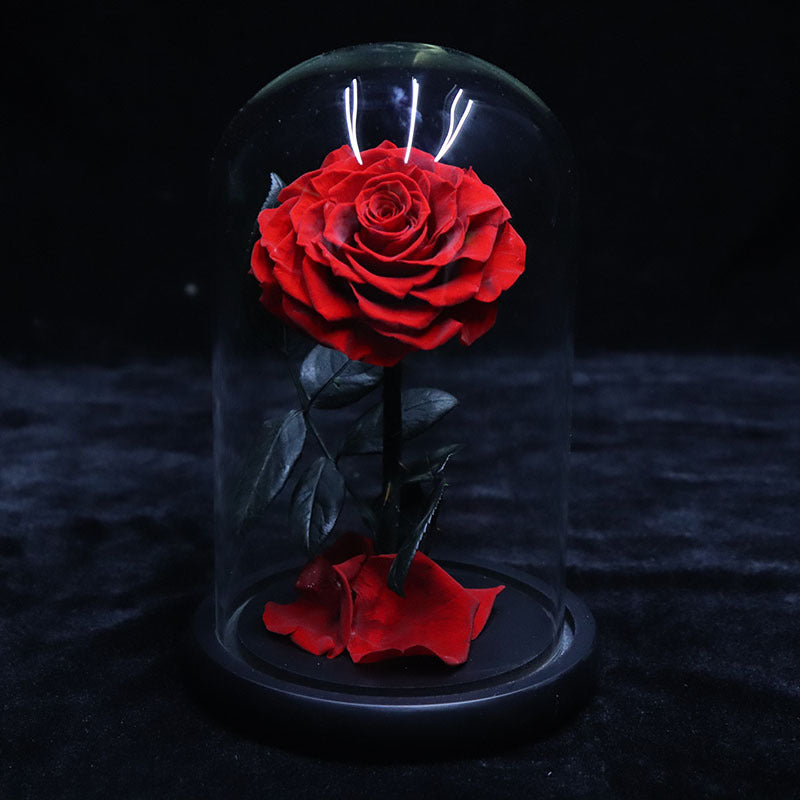 Glass Cover Tanabata Valentine's Day Immortal Rose Gift