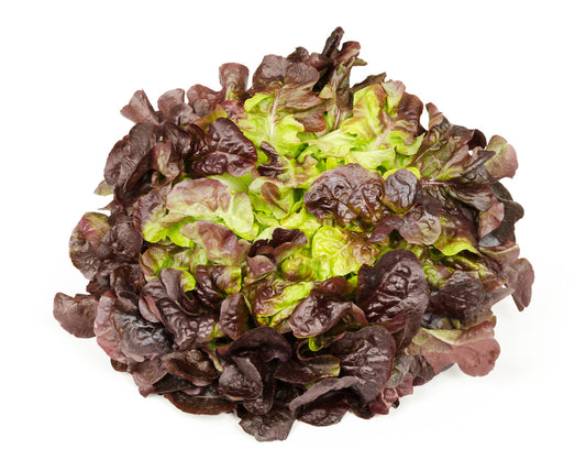 Oakleaf Lettuce – Fresh Loose-Leaf Salad Greens