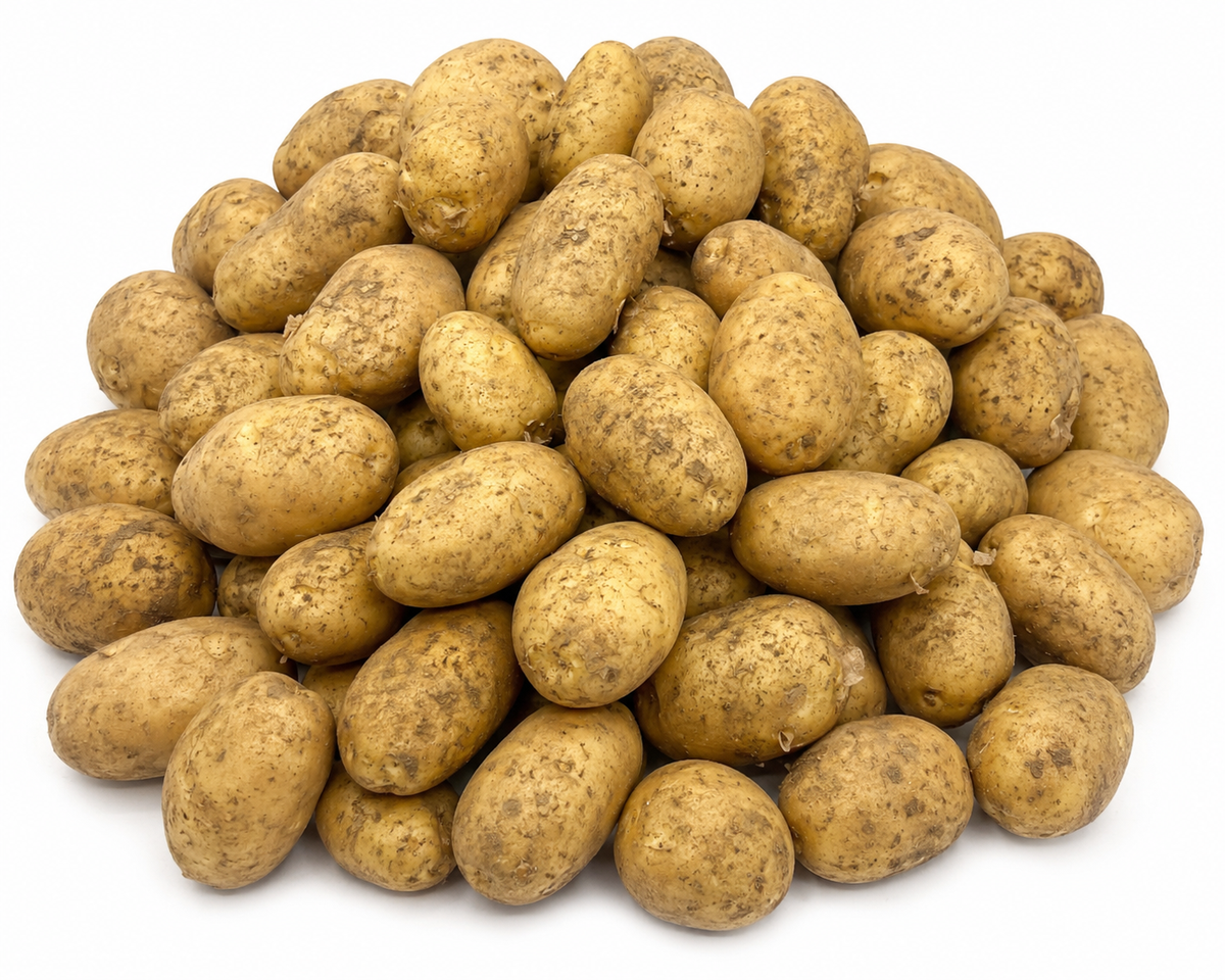 Cornish Sagitta New Season Potatoes (12.5kg)