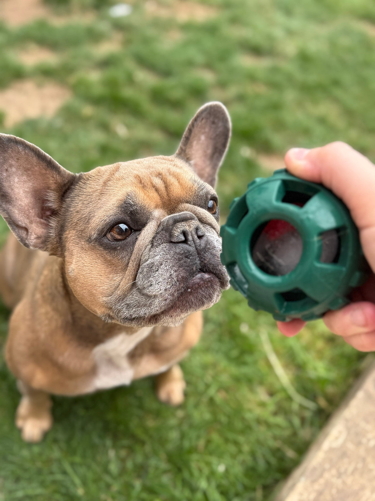 Frodog by Meaty Licks - size small