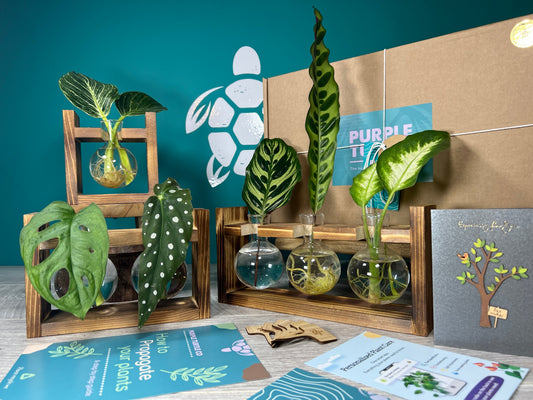 Plant Propagation Station Gift Set | Glass Vases, Labels & Greg App Membership