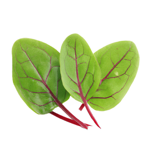 Acedera Micro Roja con Vetas (30g)