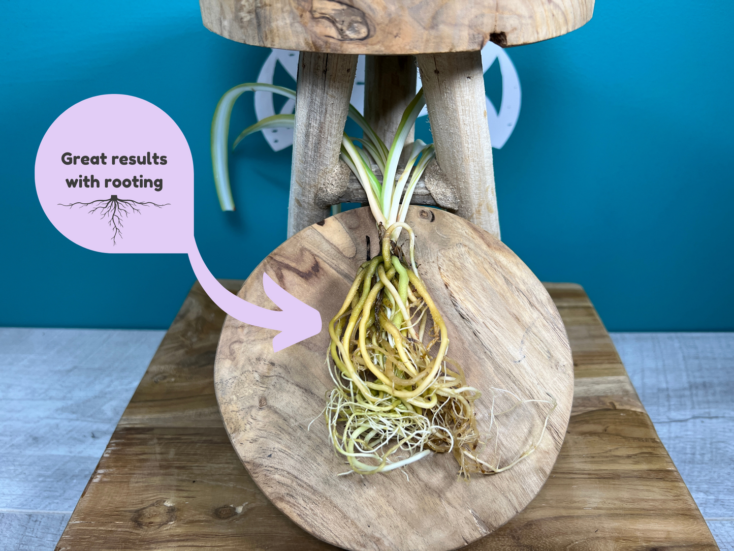 Plant Propagation Station Gift Set | Glass Vases, Labels & Greg App Membership