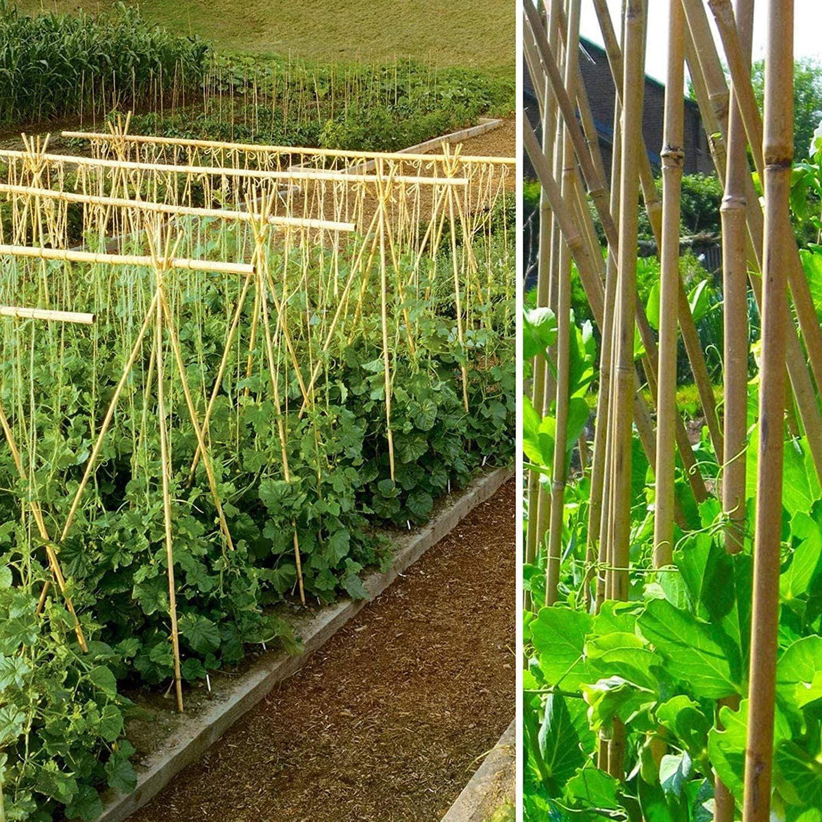 50 x 5FT Bamboo Canes 150 CM