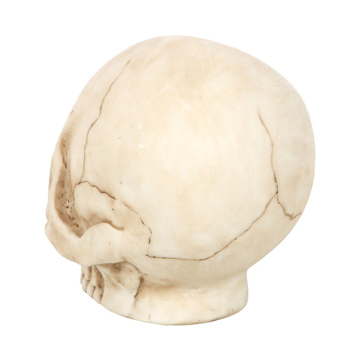 Skull Ornament with Snake