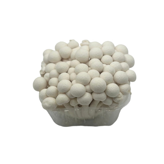 White Hon Shimeji Mushrooms 150g | Gourmet Japanese Mushrooms