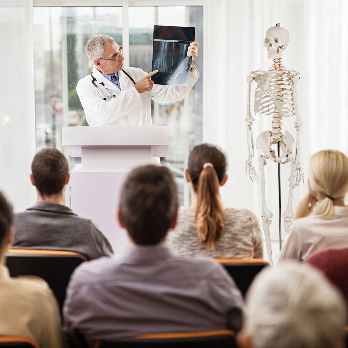 180cm Life Size Human Skeleton Model with Rolling Stand