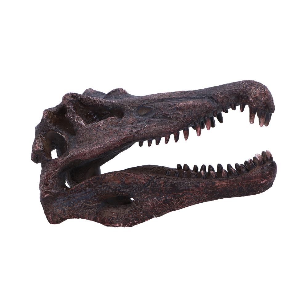 Spinosaurus Skull 16cm