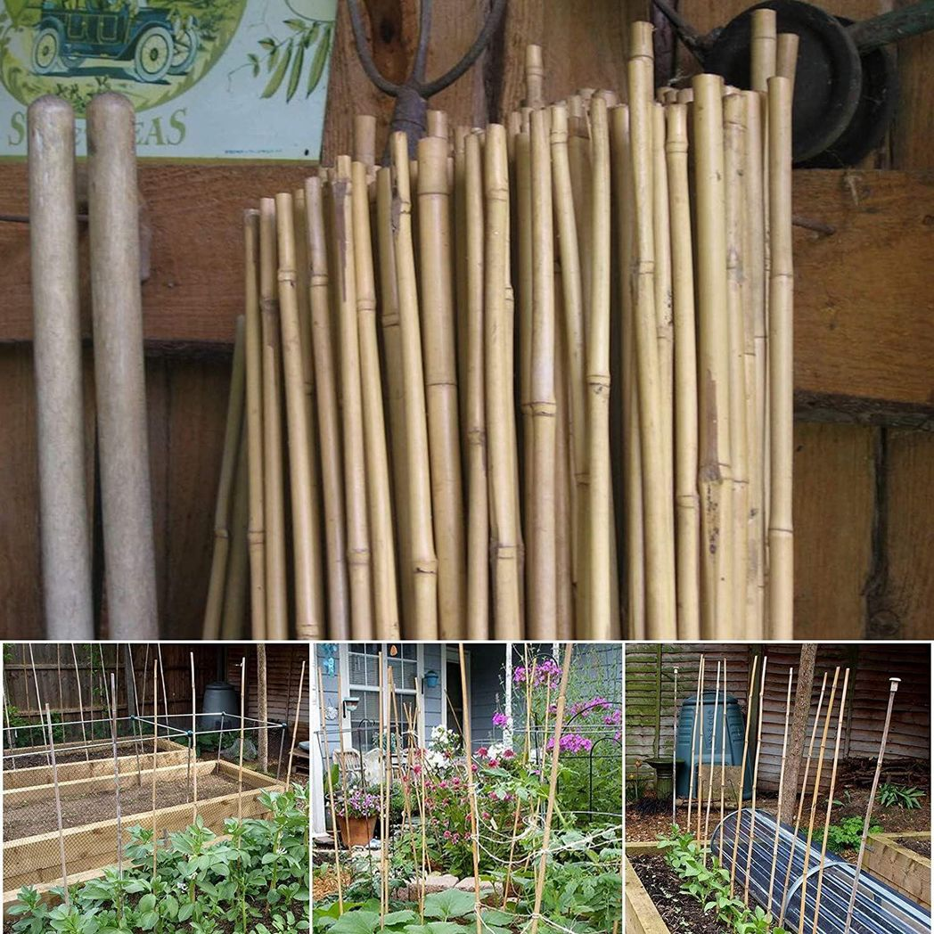 10 x 5FT Bamboo Canes 150 CM