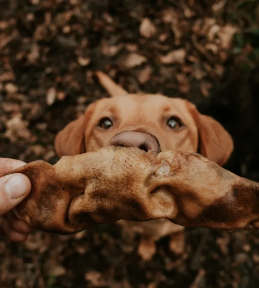 Anco Naturals XL Hocicos de Toro, Snack para Perros