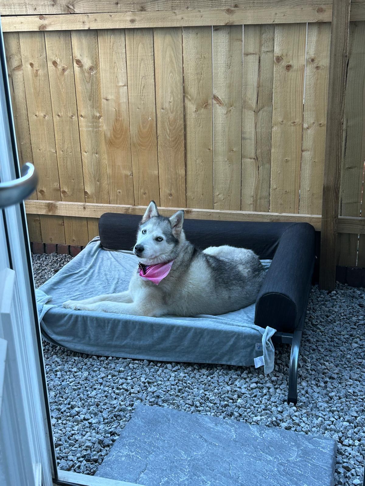 PetFusion Elevated Outdoor Dog Bed – Extra Large | Breathable, Waterproof & Orthopedic