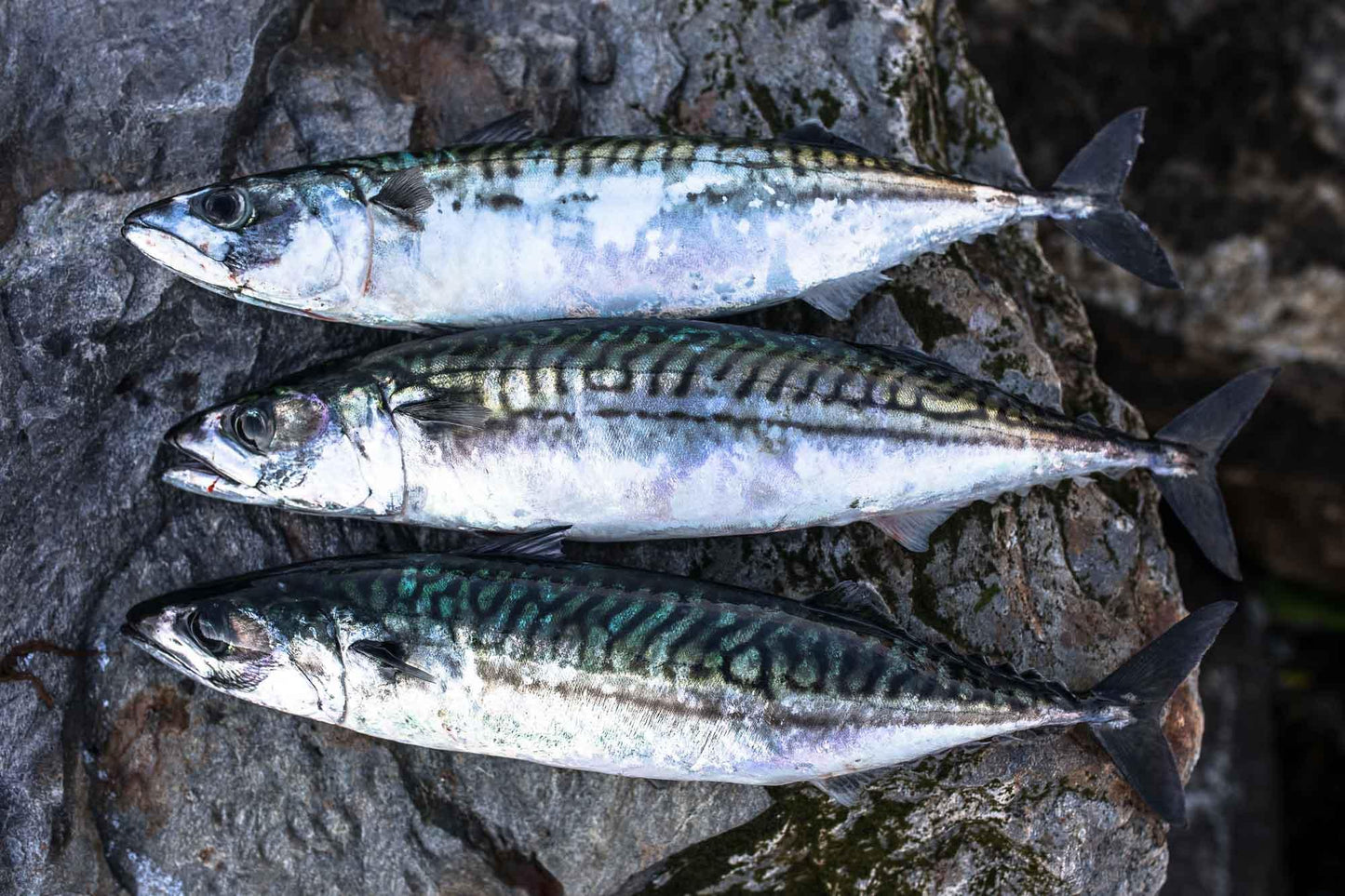 Sprats 1kg | Raw Frozen Dog Treats | Tripefactory