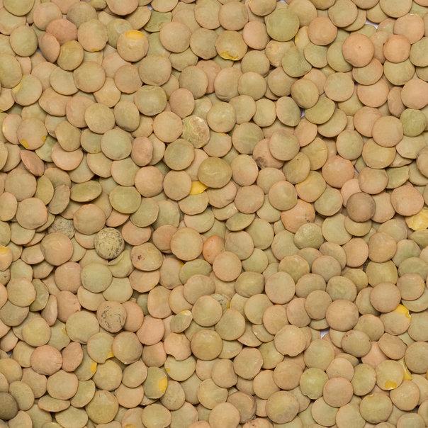 Green Lentils